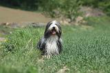 BEARDED COLLIE 260